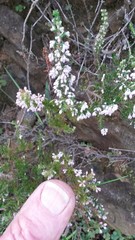Erica paniculata