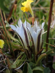 Gentiana newberryi tiogana