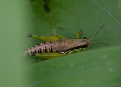 Melanoplus gracilis