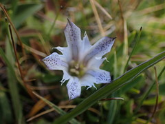 Gentiana newberryi tiogana