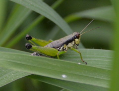 Melanoplus gracilis