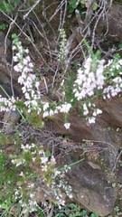 Erica paniculata