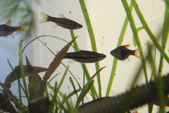 Rasbora daniconius