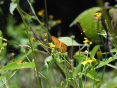 Emesis vulpina