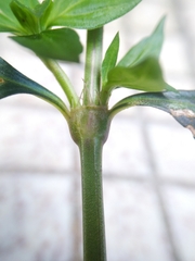 Exallage auricularia