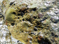 Istiblennius dussumieri