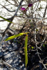 Indigofera dionaeifolia image