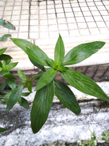 Exallage auricularia iNat (1)
