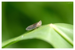 Lophops carinata
