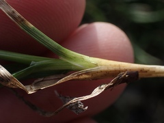Calliscirpus brachythrix
