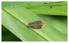 Lophops carinata