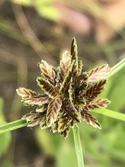 Cyperus niger