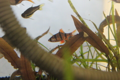 Desmopuntius hexazona