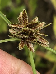 Cyperus niger