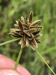 Cyperus niger