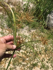 Cyperus esculentus macrostachyus