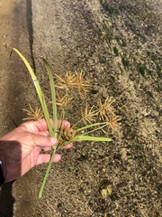 Cyperus esculentus macrostachyus