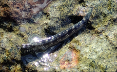 Istiblennius dussumieri
