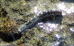 Istiblennius dussumieri