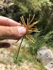 Cyperus esculentus macrostachyus