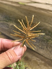 Cyperus esculentus macrostachyus