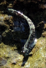 Istiblennius dussumieri