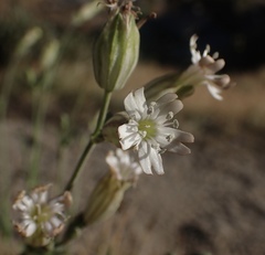 Silene douglasii douglasii