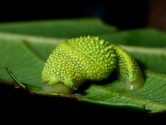 Ibycus rachelae
