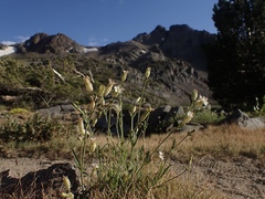 Silene douglasii douglasii