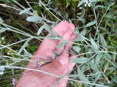 Xeranthemum cylindraceum
