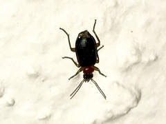 Pentagonica