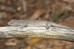 Strophurus williamsi