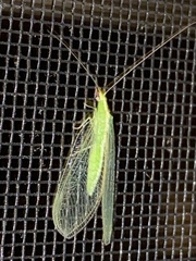 Chrysoperla pudica-group