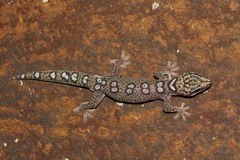 Oedura elegans