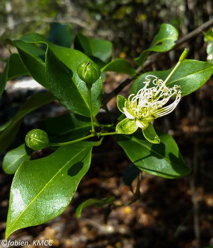 Thilachium africanum image