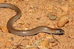 Delma plebeia