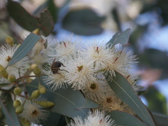 Eucalyptus sideroxylon