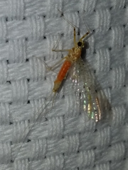 Stenacron interpunctatum interpunctatum