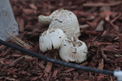 Fungi