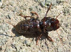 Acinopus megacephalus