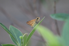 Hylephila phyleus