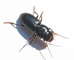 Acinopus megacephalus