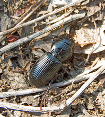 Acinopus megacephalus