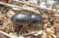 Acinopus megacephalus