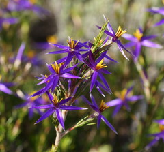Calectasia intermedia