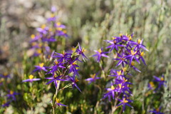Calectasia intermedia