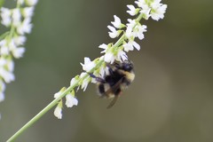 Bombus mckayi