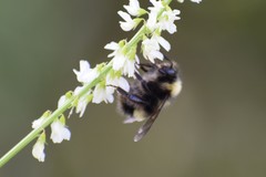 Bombus mckayi