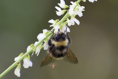 Bombus mckayi