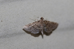 Anageshna